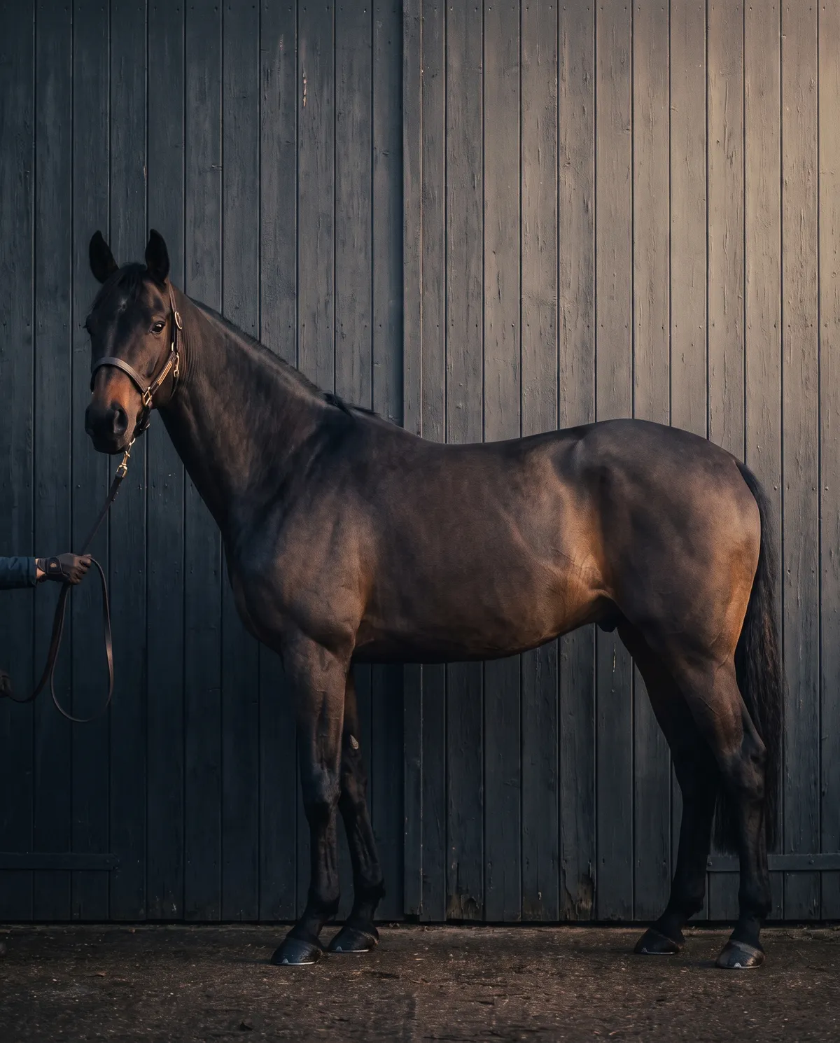 A horse standing squarely in profile for a conformation assessment