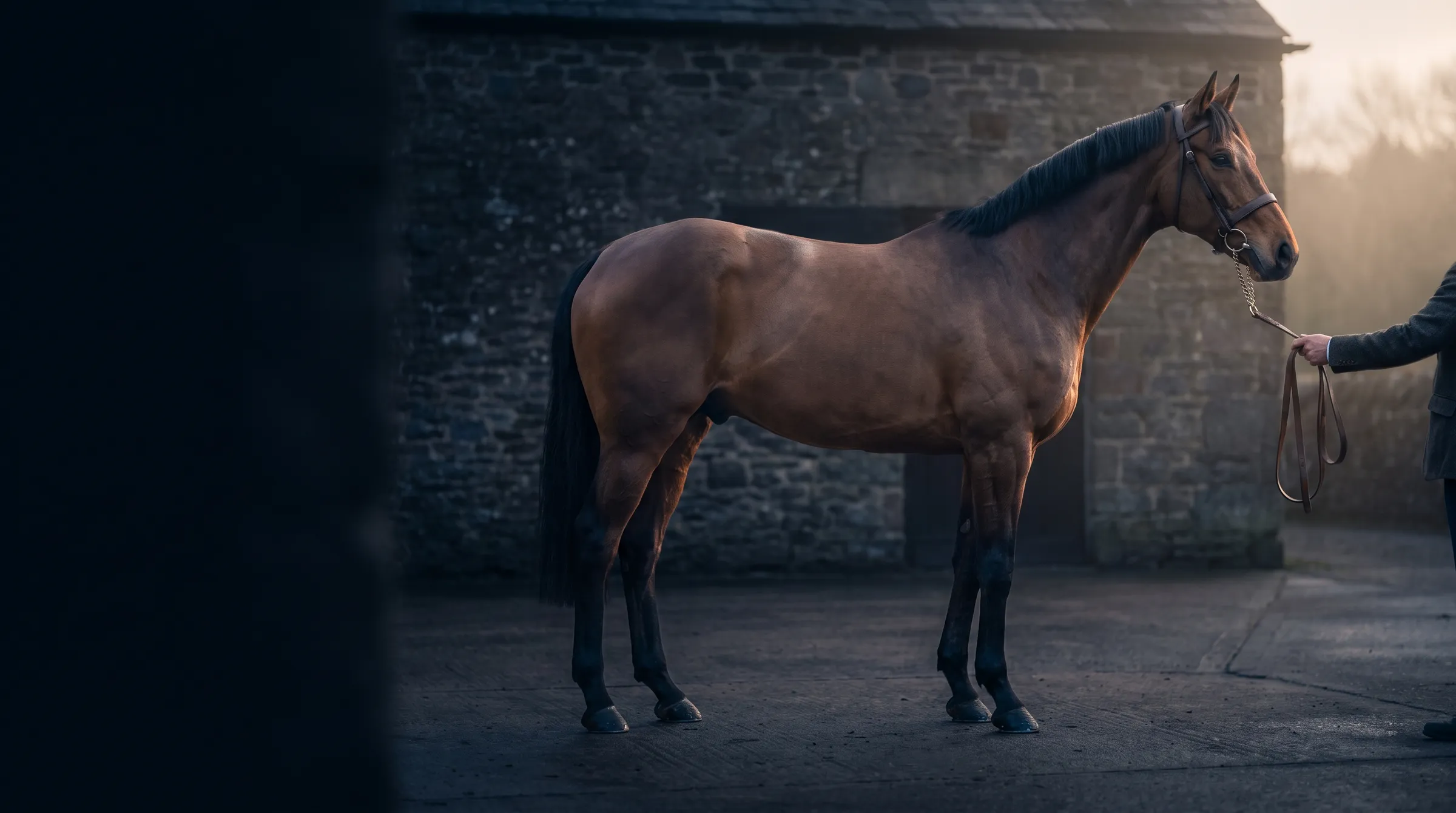 A horse stood square for examination on a hard standing area