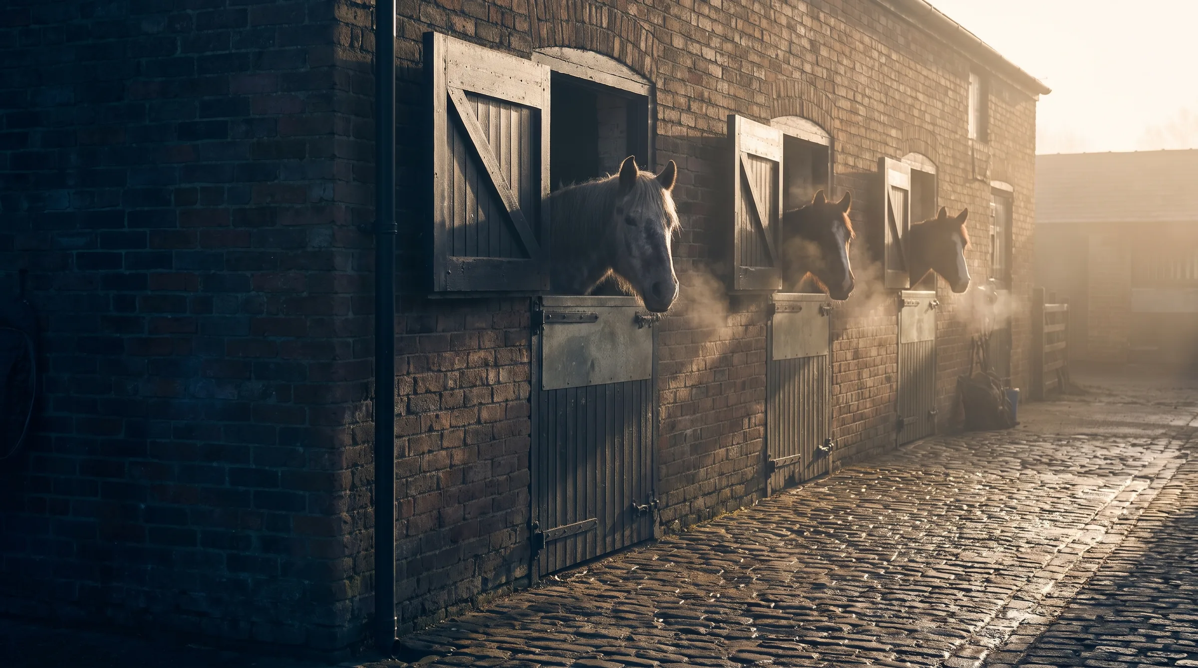 Horses looking out over their stable doors on a cobbled yard at first light